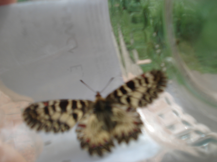 Zerynthia polyxena - farkasalmalepke