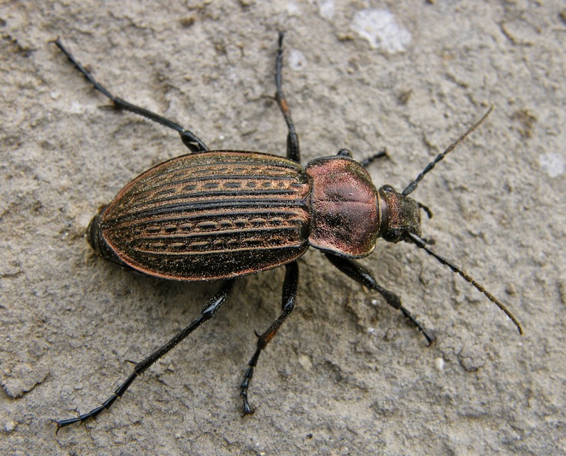 Carabus ulrichii - rezes futrinka