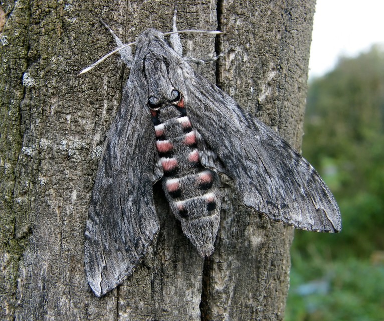 Agrius convolvuli - szulákszender