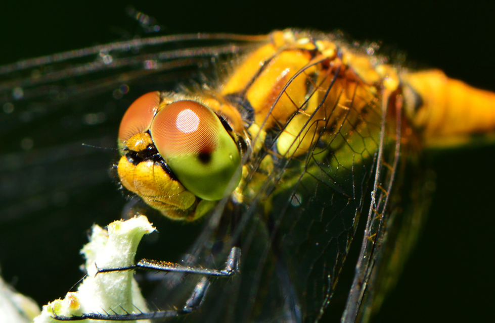 Sympetrum sanguineum - vörös katona-szitakötő
