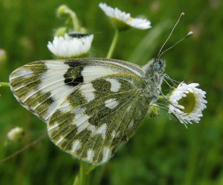 Pontia edusa - rezedalepke
