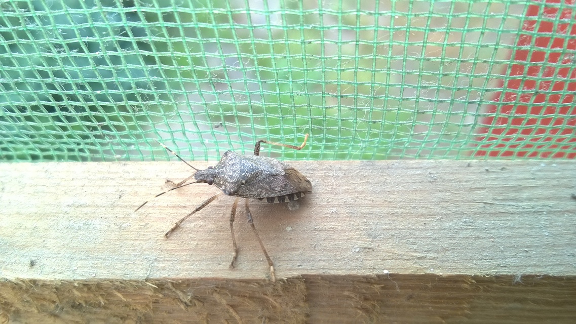 halyomorpha halys - Halyomorpha halys