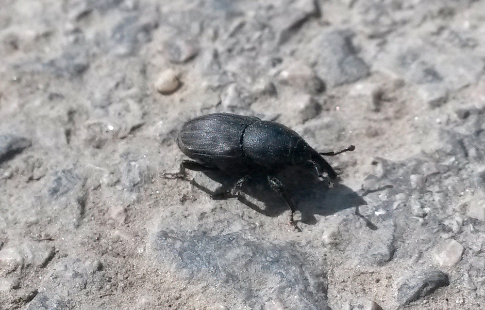 Sphenophorus striatopunctatus - mezei zsuzsok