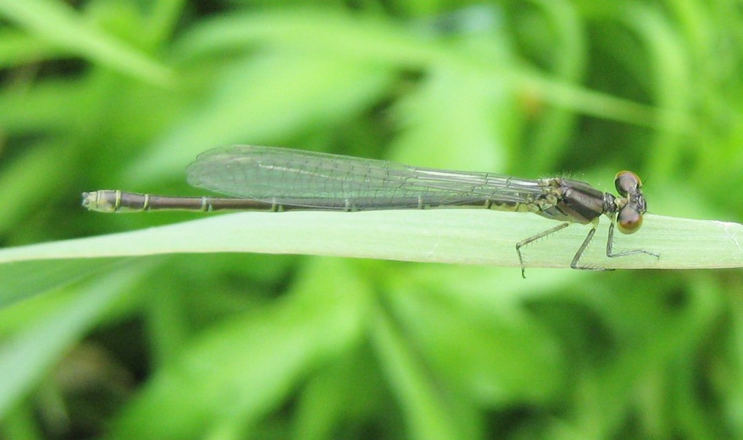 Erythromma viridulum - kis pirosszemű-légivadász