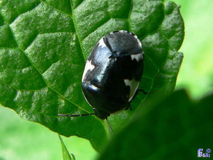 Tritomegas sexmaculatus - hatfoltos földipoloska