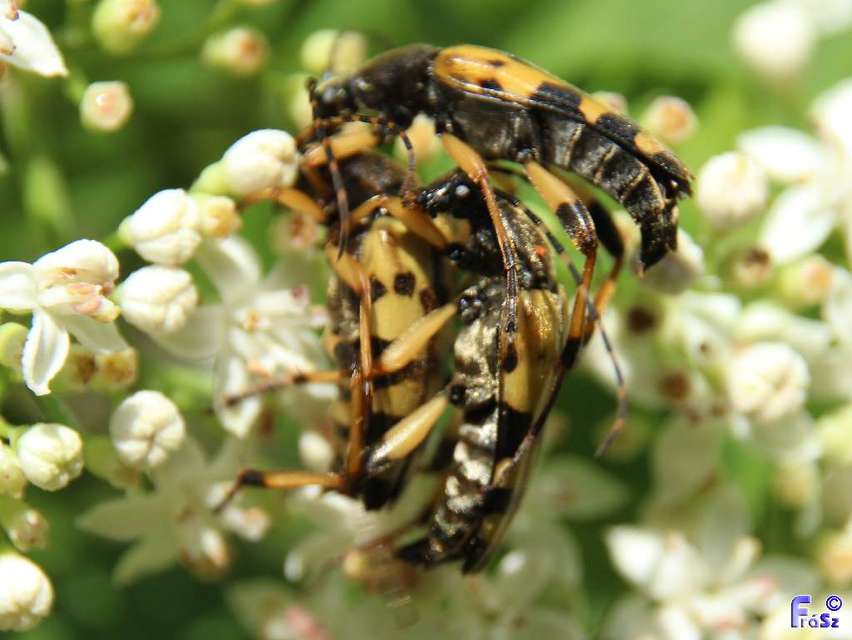 Rutpela maculata - tarkacsápú karcsúcincér