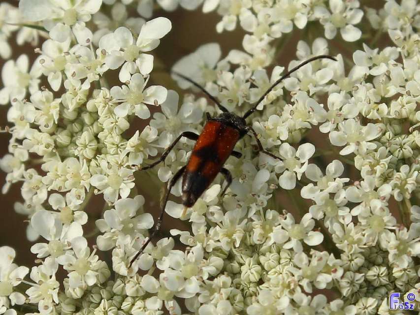 Stenurella bifasciata - kétöves karcsúcincér