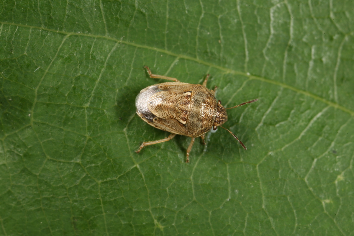 Neottiglossa leporina - sárgahasú címerespoloska