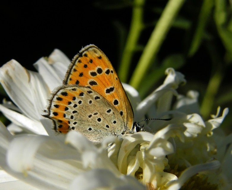 Lycaena thersamon - kis tűzlepke