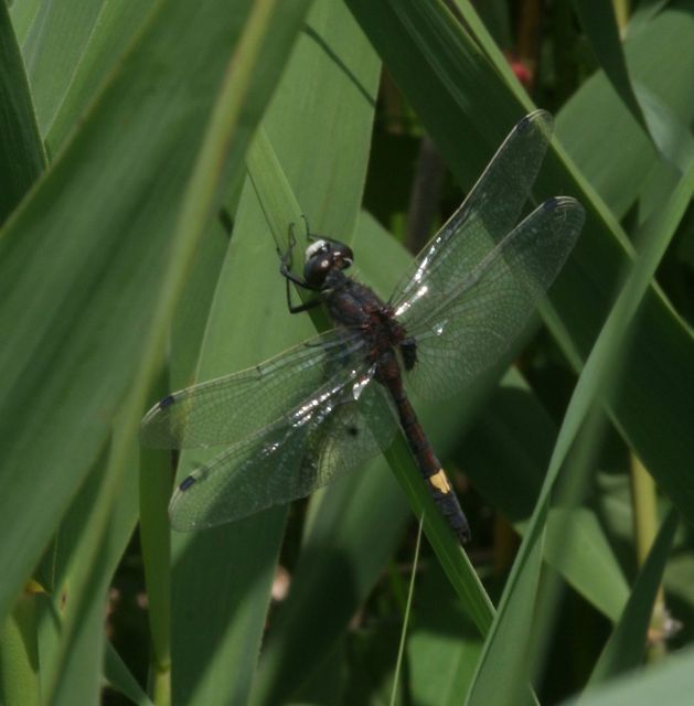 Leucorrhinia pectoralis - lápi álarcos-szitakötő