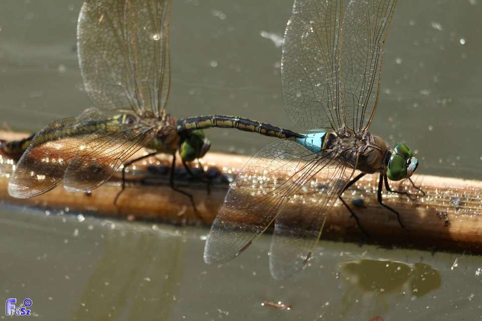 Anax parthenope - barna óriásacsa
