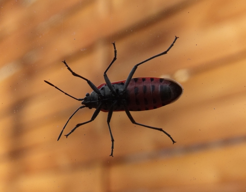 Lygaeus