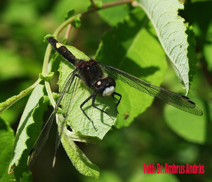 Leucorrhinia pectoralis - lápi álarcos-szitakötő