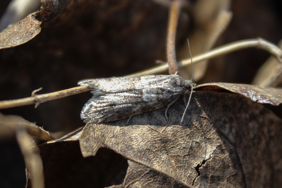 Tortricodes alternella - tavaszi sodrómoly