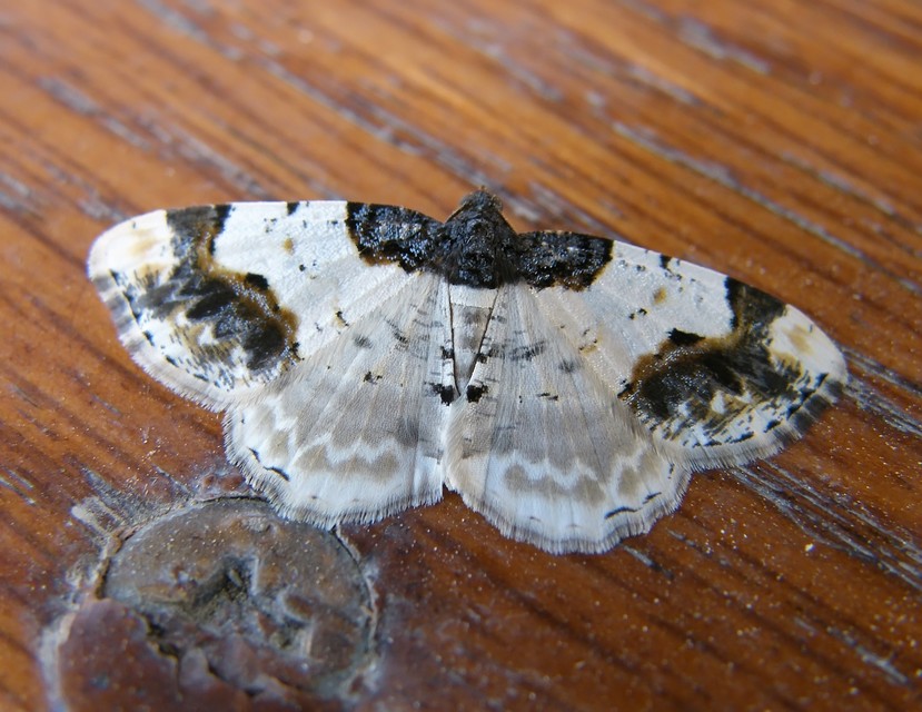 Ligdia adustata - barna levélaraszoló