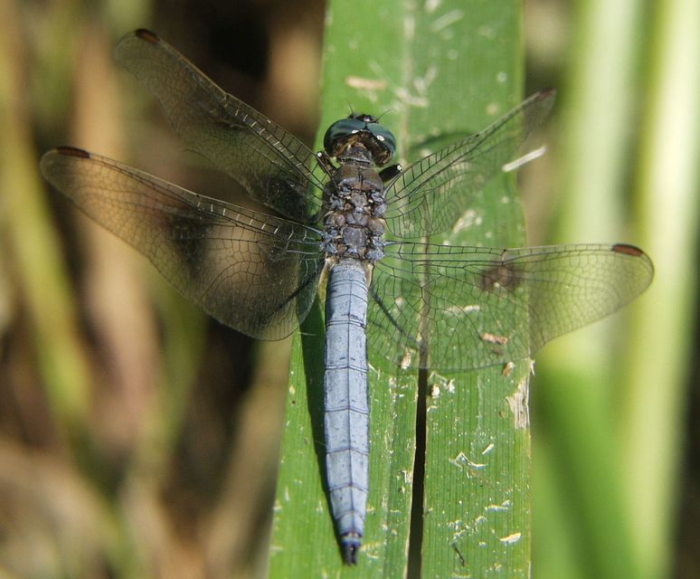 Orthetrum coerulescens - karcsú pásztorszitakötő