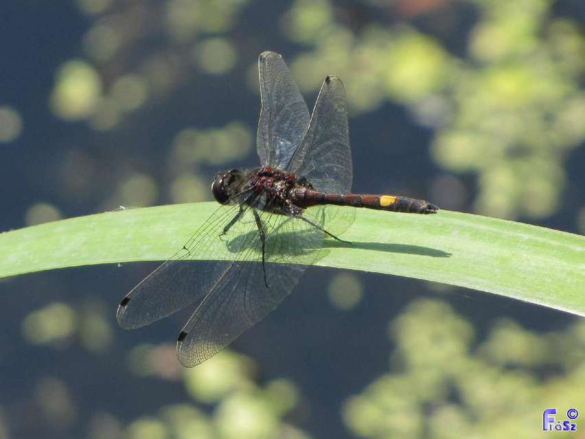 Leucorrhinia pectoralis - lápi álarcos-szitakötő