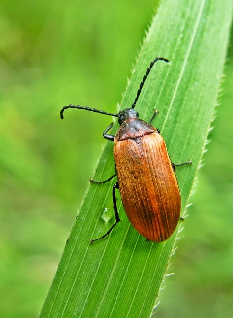 Pseudocistela ceramboides - narancssárga alkonybogár