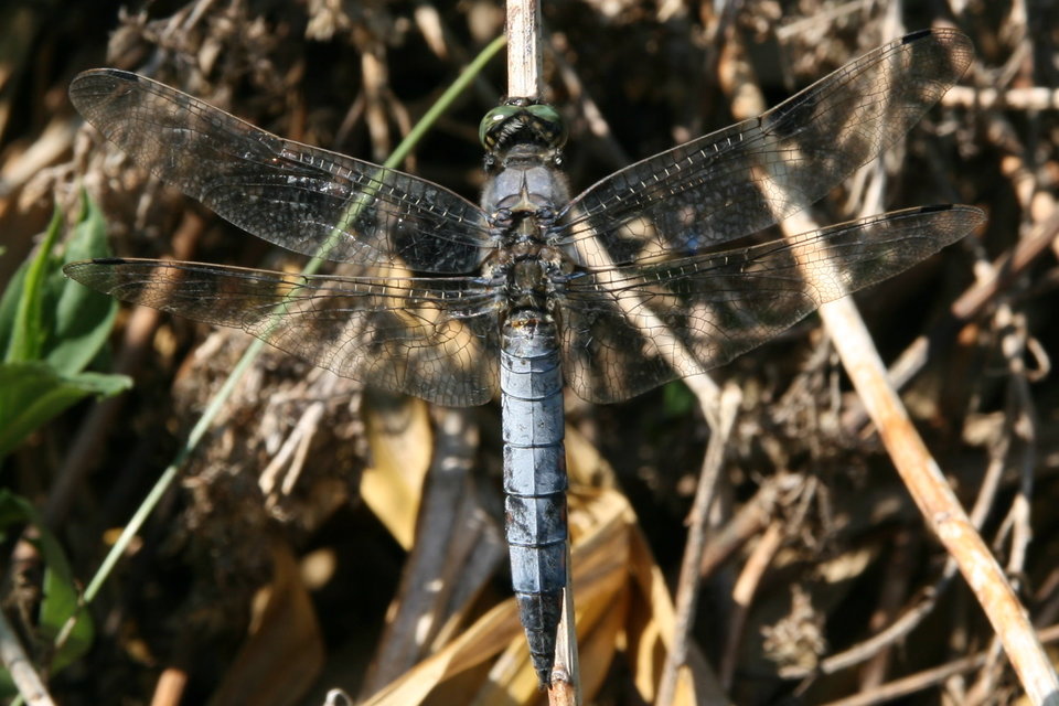 Orthetrum cancellatum - feketefarkú pásztorszitakötő
