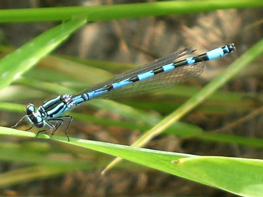 Coenagrion ornatum - díszes légivadász