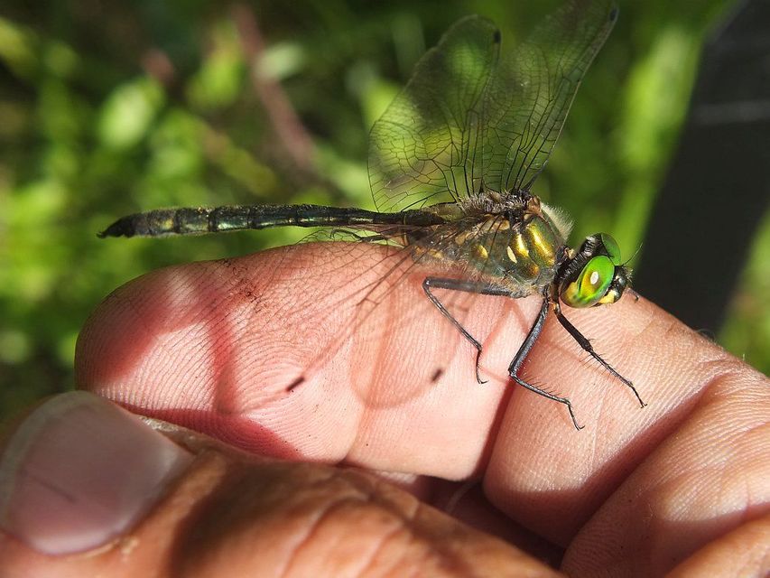 Somatochlora meridionalis - déli smaragdszitakötő