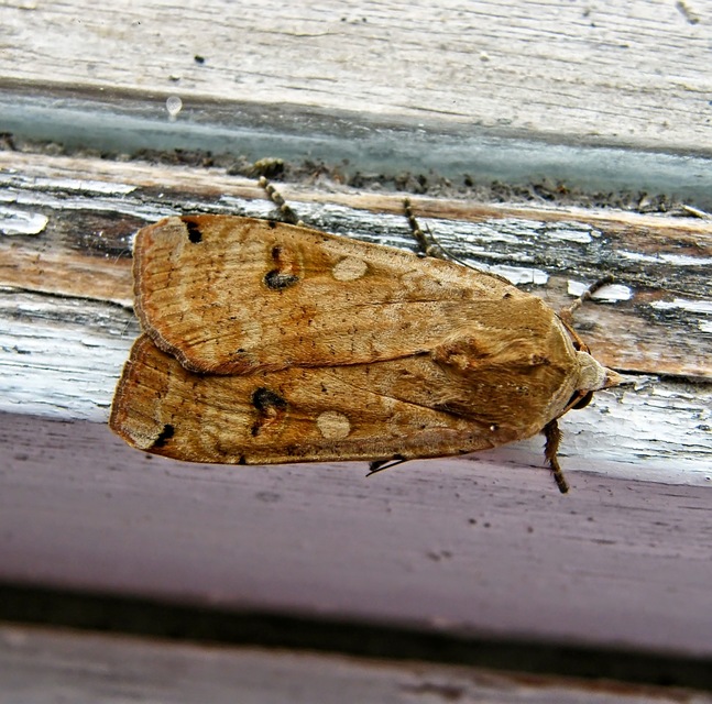 Noctua pronuba - nagy sárgafűbagoly