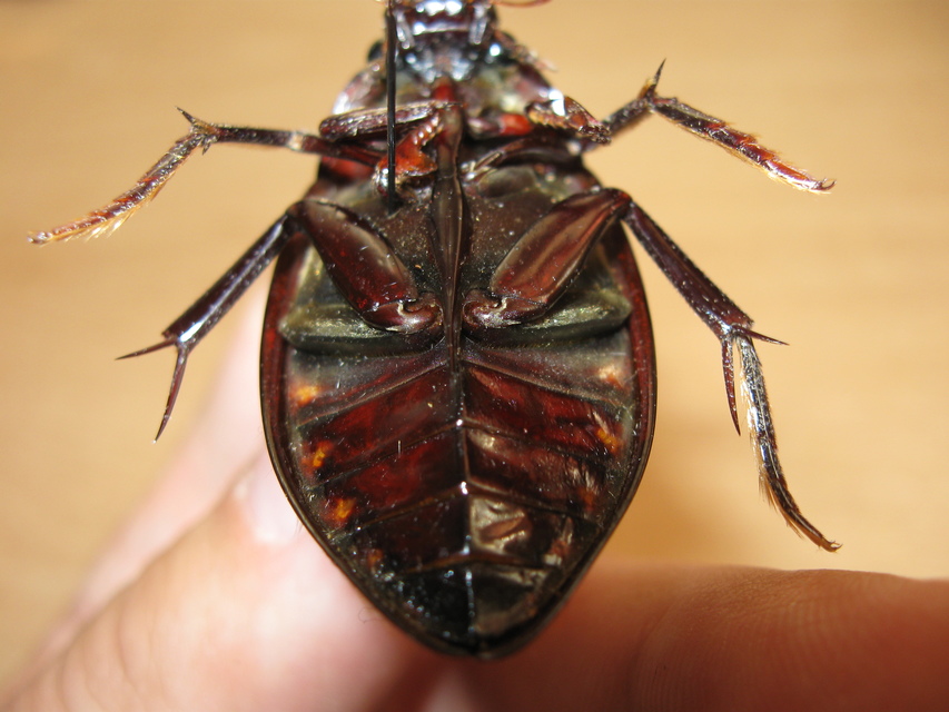 Hydrophilus piceus - közönséges óriáscsibor