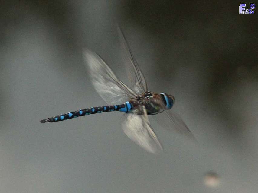 Aeshna mixta - kései karcsúacsa