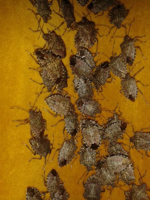 Halyomorpha halys - ázsiai márványospoloska