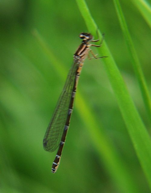 Coenagrion ornatum - díszes légivadász