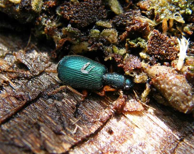 Drypta dentata - atlaszfutó