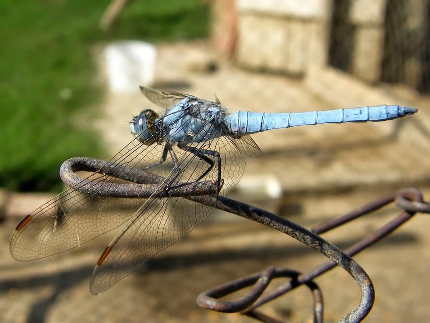 Orthetrum brunneum - pataki pásztorszitakötő