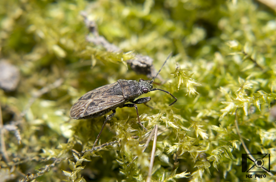 Peritrechus gracilicornis - vékonycsápú feketésbodobács