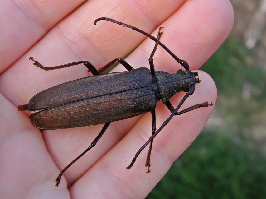 Aegosoma scabricorne - diófacincér
