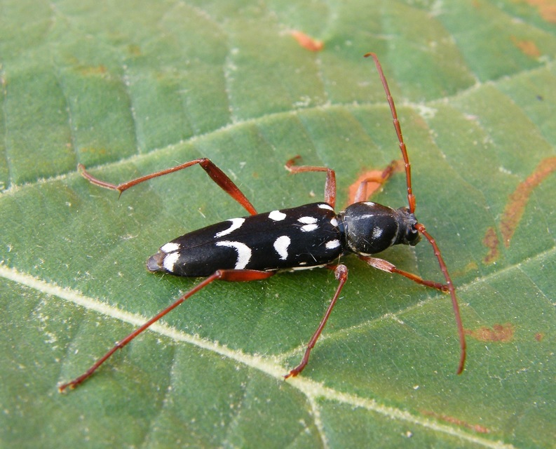 Isotomus speciosus - nyírfa-darázscincér