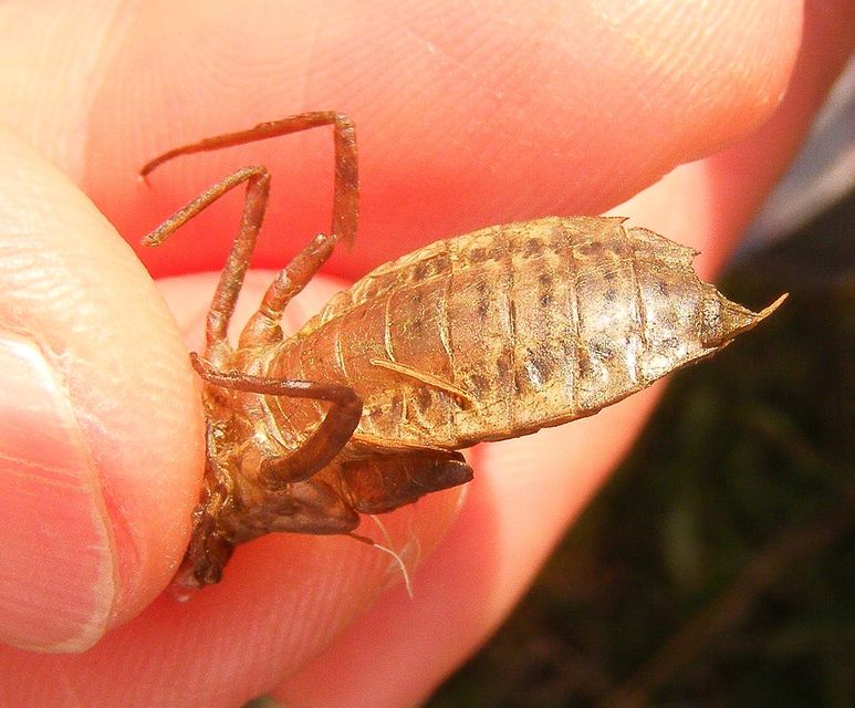 Leucorrhinia pectoralis - lápi álarcos-szitakötő