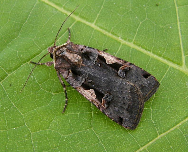 Xestia c-nigrum - c-betűs fűbagoly