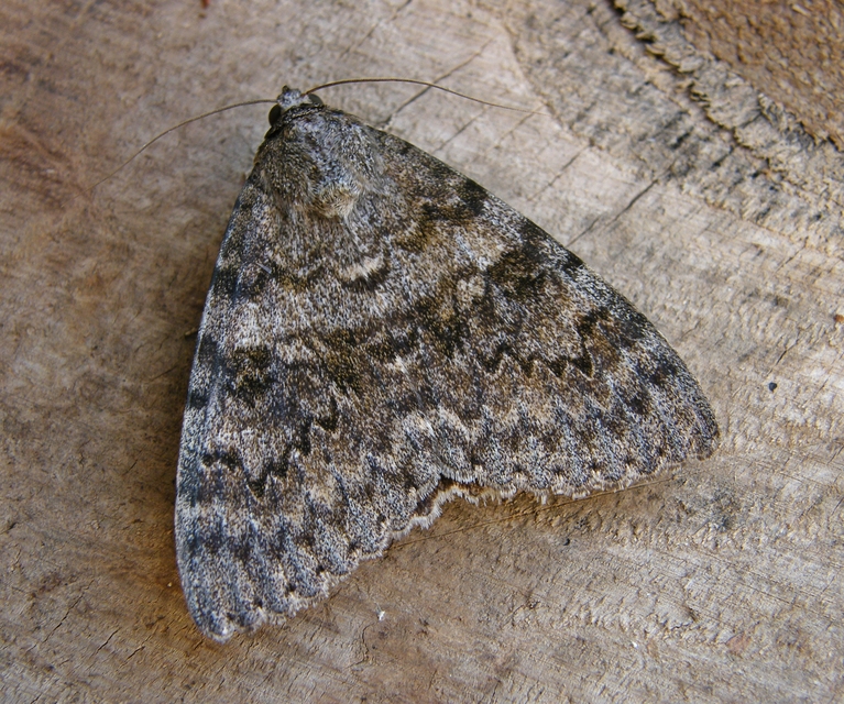 Catocala elocata - közönséges övesbagoly
