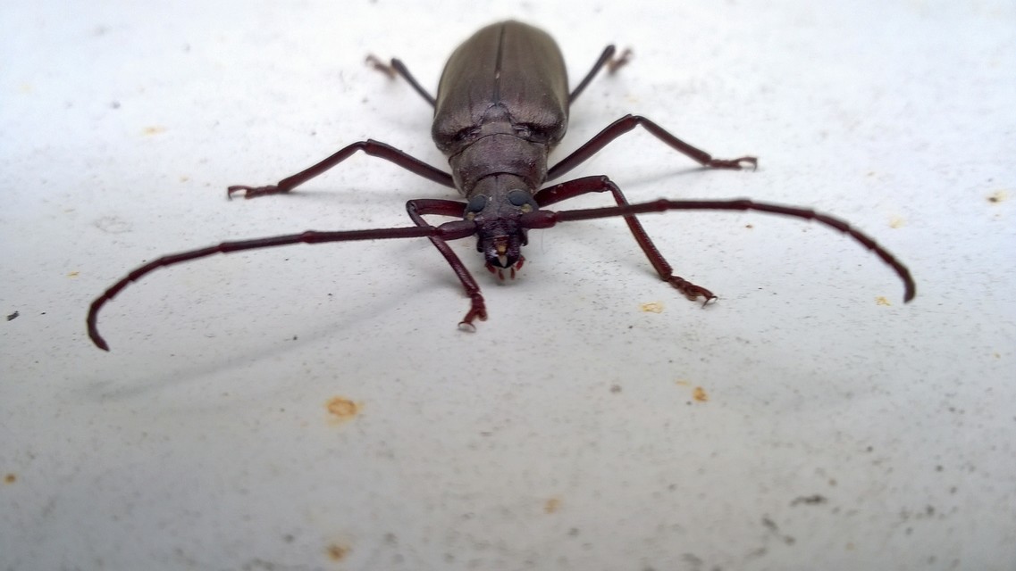 Aegosoma scabricorne - diófacincér