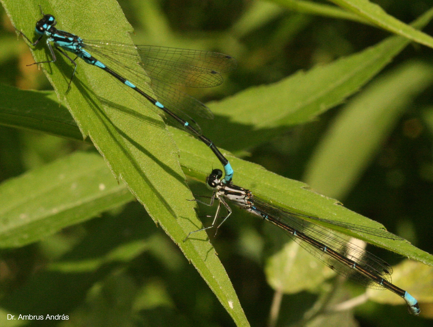 Coenagrion pulchellum - karcsú légivadász