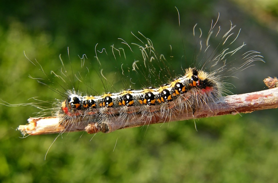 Acronicta tridens - barnás szigonyosbagoly