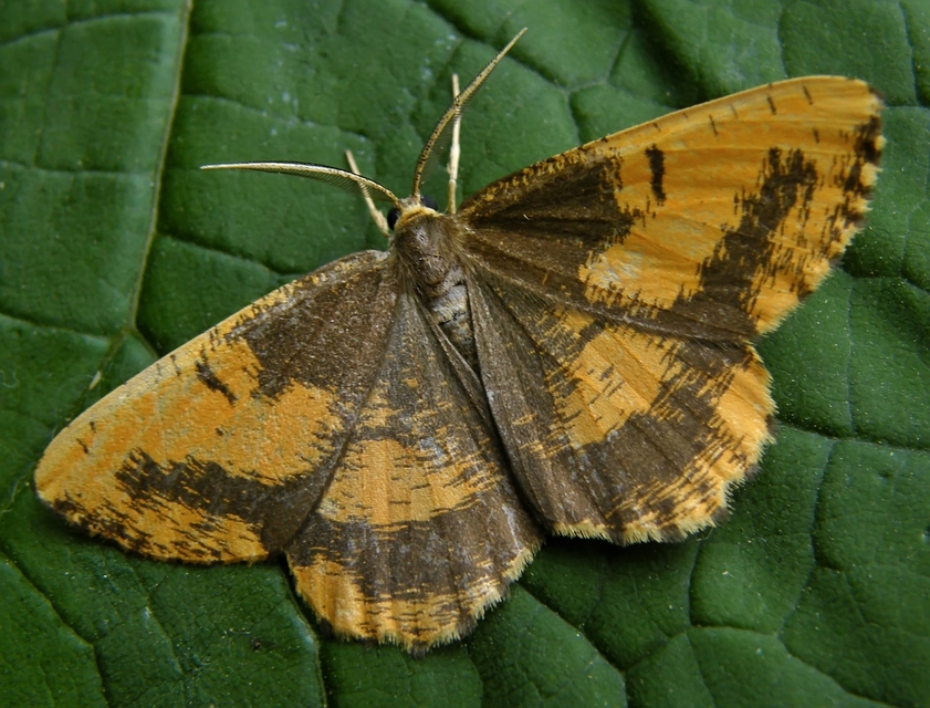 Angerona prunaria - sárga kökényaraszoló