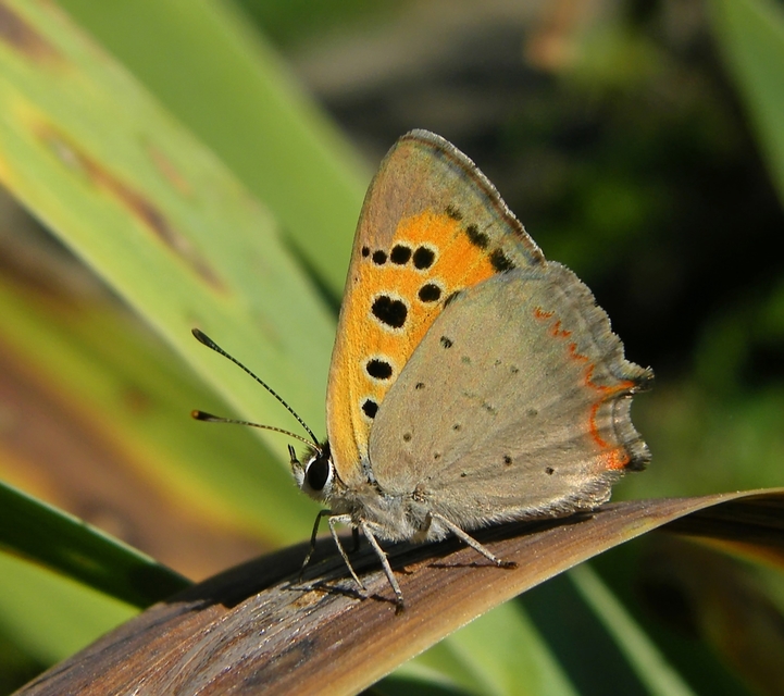 Lycaena phlaeas - közönséges tűzlepke