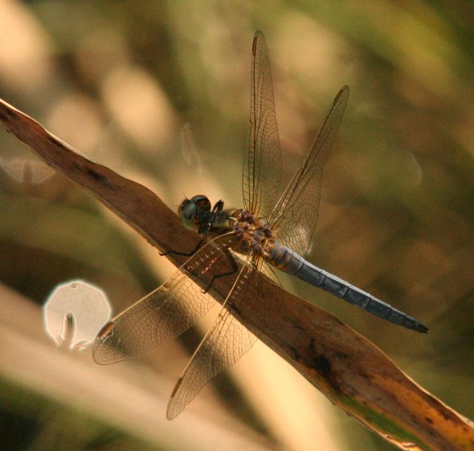 Orthetrum coerulescens - karcsú pásztorszitakötő