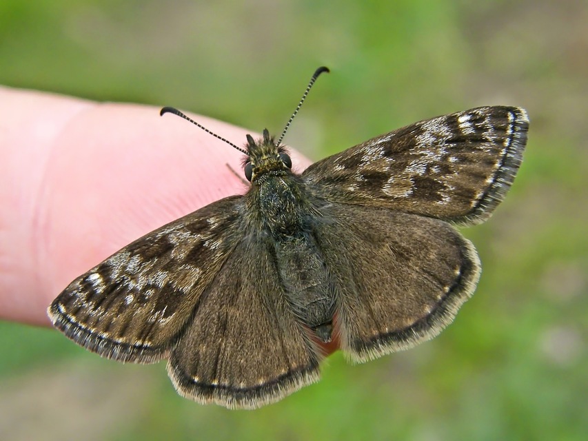 Erynnis tages - cigánylepke