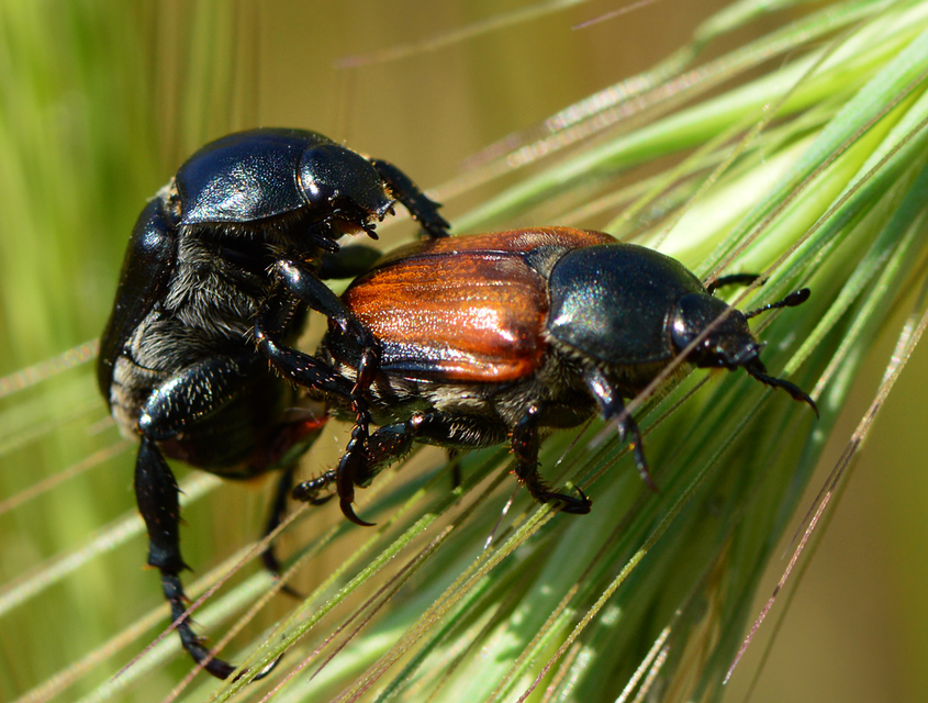 Anisoplia lata - széles szipoly Anisoplia lata - széles szipoly
