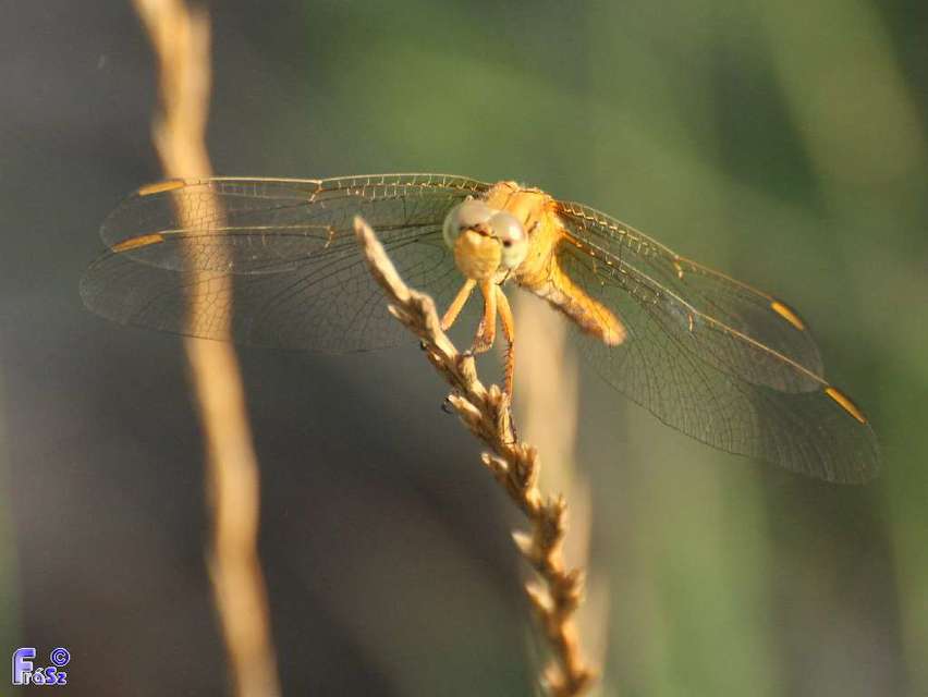 Orthetrum coerulescens - karcsú pásztorszitakötő
