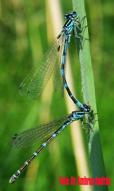 Coenagrion ornatum - díszes légivadász Coenagrion ornatum - díszes légivadász