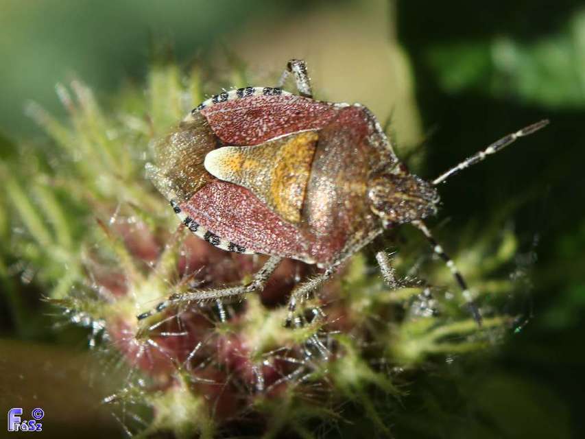 Dolycoris baccarum - közönséges bogyómászó-poloska Dolycoris baccarum - közönséges bogyómászó-poloska