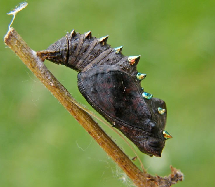 Brenthis daphne - málna-gyöngyházlepke
